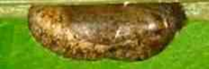 Pupae